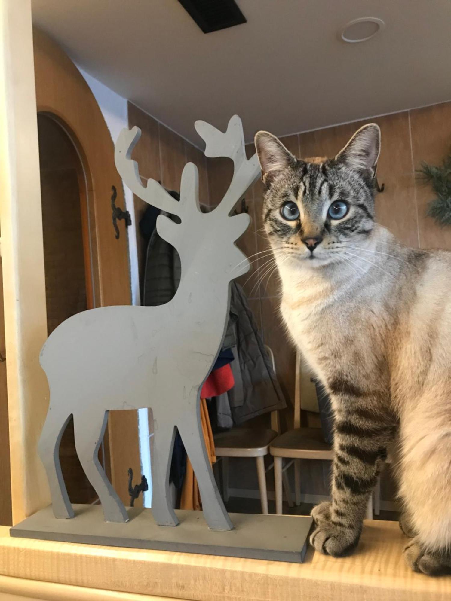 Zur Neuen Post Landgasthof Herzogsreut Dış mekan fotoğraf