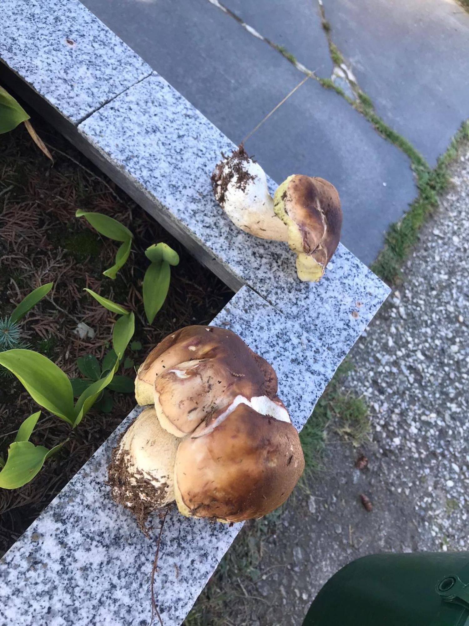 Zur Neuen Post Landgasthof Herzogsreut Dış mekan fotoğraf